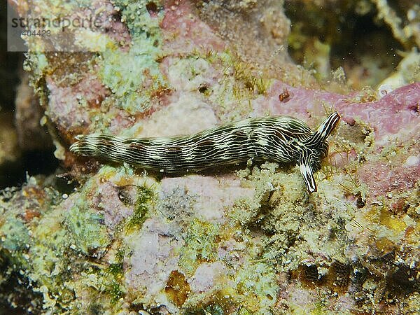 Striped sea snail  gracile thuridilla (Thuridilla gracilis)  crawls over a colourful surface in the sea. Dive site Prapat  Penyapangan  Bali  Indonesia  Asia