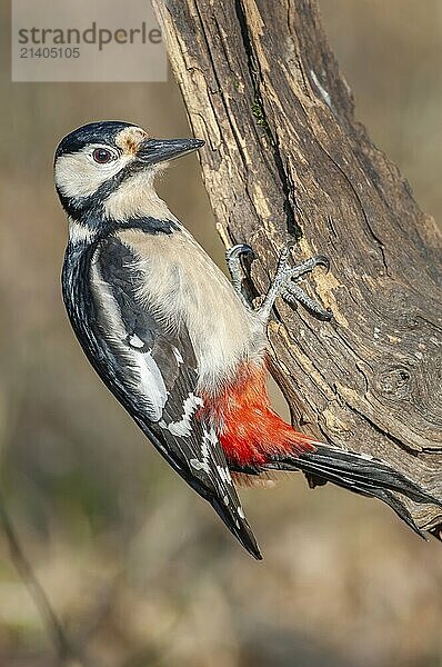 Great Spotted Woodpecker (Dendrocopos major) on a branch in the forest. Bas-Rhin  Alsace  Grand Est  France  Europe