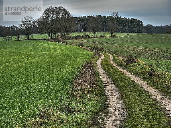 Landscape with green fields  a zigzag path and sky  Reken  münsterland  germany