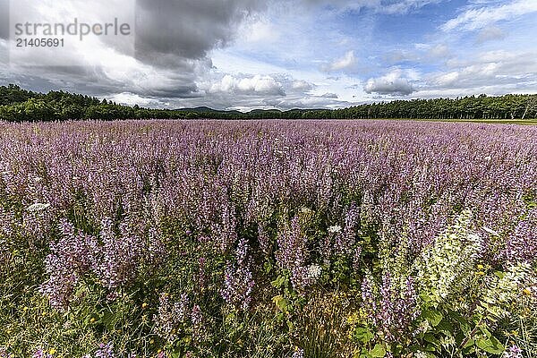 Fields of clary sage (Salvia sclarea)  perfume plants cultivated in Provence. France