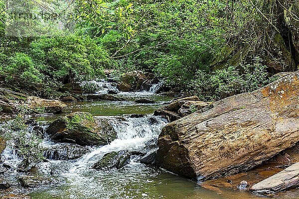 River with tree trunks and stones amid forest vegetation in Minas Gerais  Brazil  South America