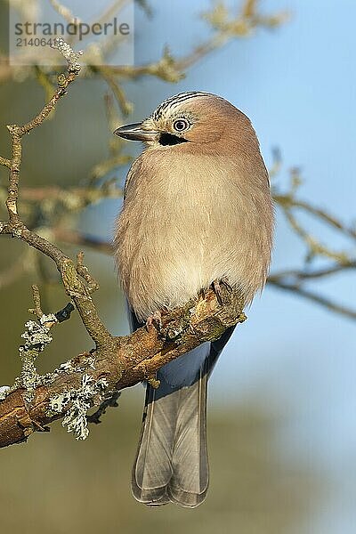 A jay (Garrulus glandarius)  sitting on a branch against a blue sky  Odenwald  Hesse  Germany  Europe