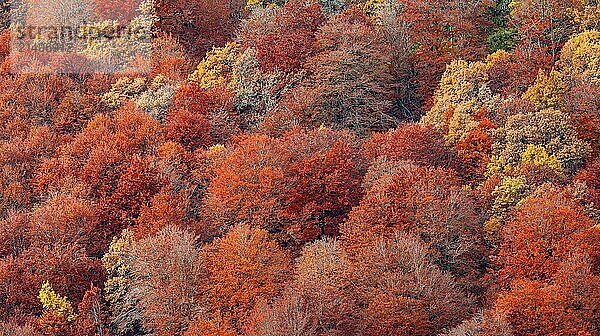 Hayedo de la Pedrosa Natural Protected Area  Beech Forest Autumn Season  Fagus sylvatica  Riofrío de Riaza  Segovia  Castilla y León  Spain  Europe