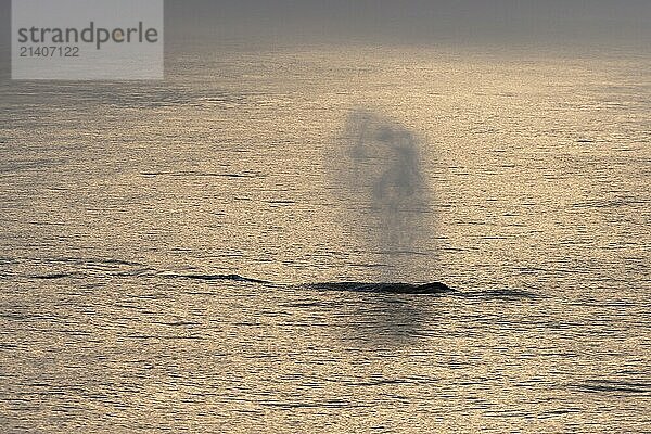 Blas  humpback whale (Megaptera novaeangliae)  Barents Sea  Northeast Iceland  Svalbard and Jan Mayen archipelago  Norway  Europe