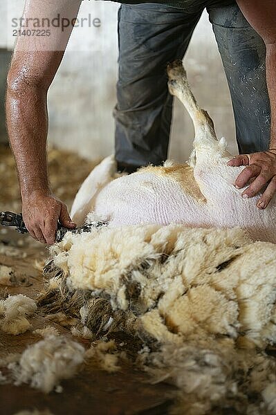 Sheep wool shearing by farmer. Shearing the wool from sheep