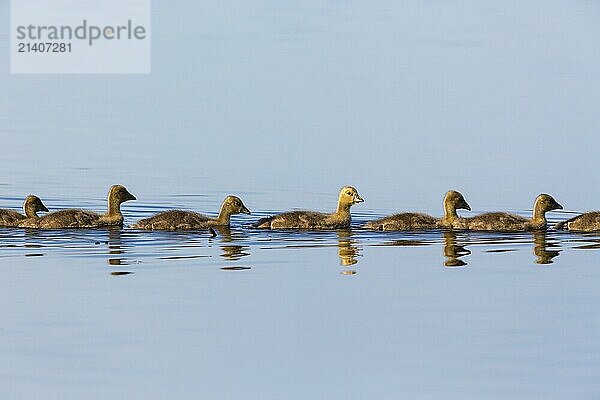 Greylag geese goslings swimming in a row in the lake