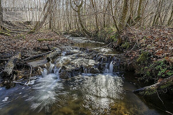 Small waterfall flows through wooded terrain  Stöckenhof  Bodanrücken  Allensbach  Lake Constance  Baden-Württemberg  Germany  Europe