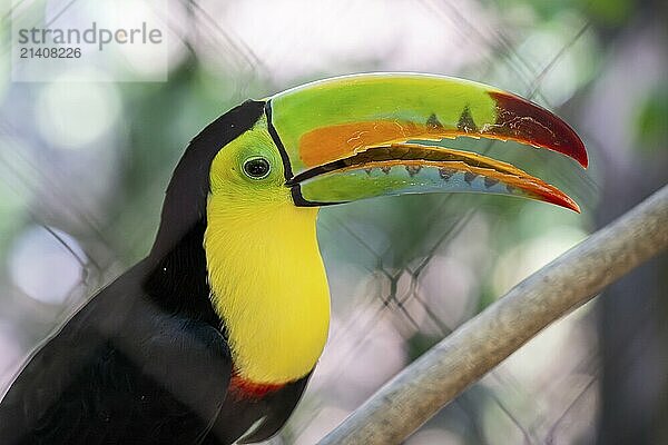 Keel billed toucan (Ramphastos sulfuratus)  Aviario Nacional de Colombia  Via Baru  Province of Cartagena  Bolivar  Colombia  South America