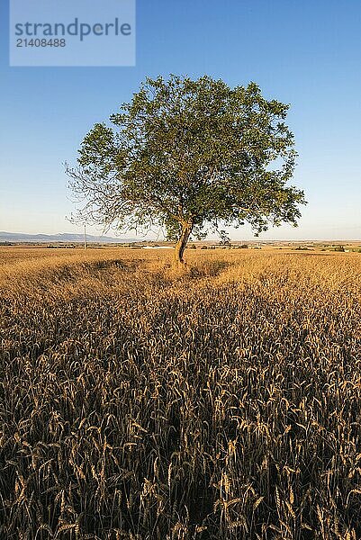 Tree and golden wheat field at sunset