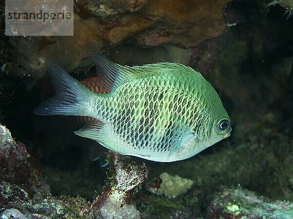 A greenish fish  staghorn coral damselfish (Amblyglyphidodon curacao)  swimming near a coral reef  dive site Close Encounters  Permuteran  Bali  Indonesia  Asia