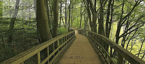 Gangplank in a green beech forest at Moens Klint  Denmark  Europe