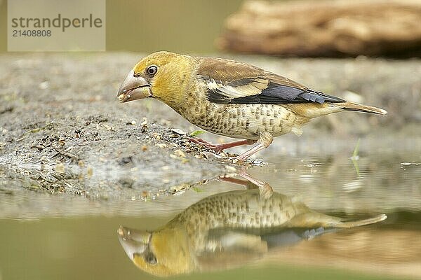 Juvenile hawfinch searching for food. Juvenile Hawfinch searching for food