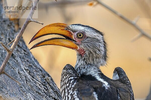 Red-ringed Hornbill (Tockus leucomelas)  bird sitting on a tree trunk  animal portrait  Nxai Pan National Park  Botswana  Africa