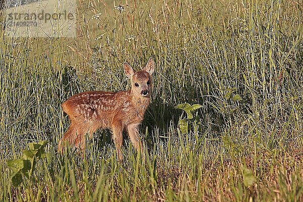 Young fawn