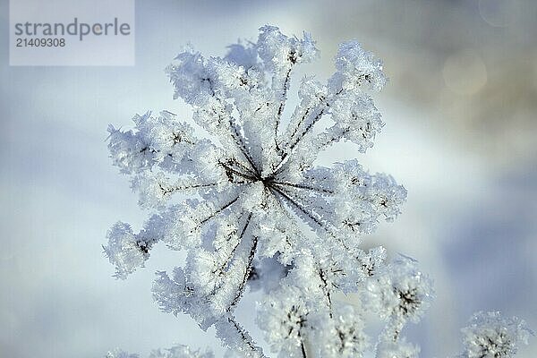 Hoarfrost or advection frost over Anthriscus sylvestris  Cow parsley plant on a cold day of winter. Shallow depth of field