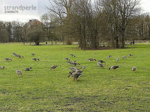 Greylag geese (Anser anser) in the English Garden  Munich  Bavaria  Germany  Europe