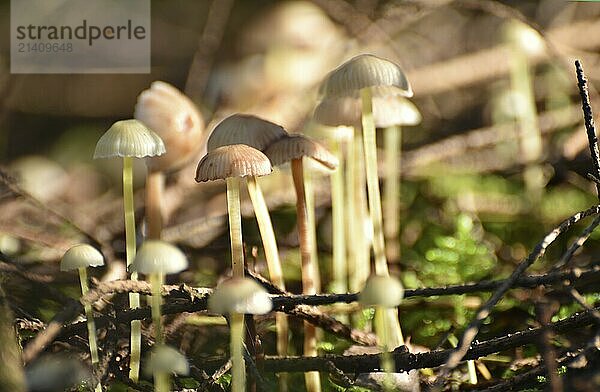 Close-up of a group of small mushrooms growing in moss on the forest floor in the Hunsrück-Hochwald National Park  Rhineland-Palatinate  Germany  Europe