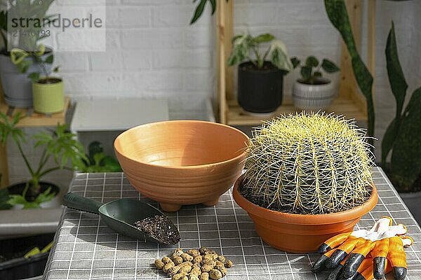 Repotting overgrown home plant large spiny cactus Echinocactus Gruzoni into new bigger pot. Caring for potted plant  protective gloves  drainage  pot  soil  a shovel on the table