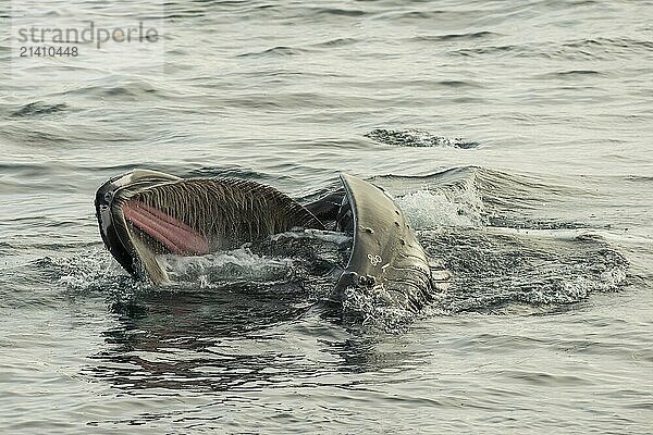 Humpback whale (Megaptera novaeangliae) feeding at the sea surface  Barents Sea  Northeast Iceland  Svalbard and Jan Mayen archipelago  Norway  Europe