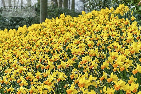 Jetfire field in garden  spring season in Lisse near Amsterdam Netherlands