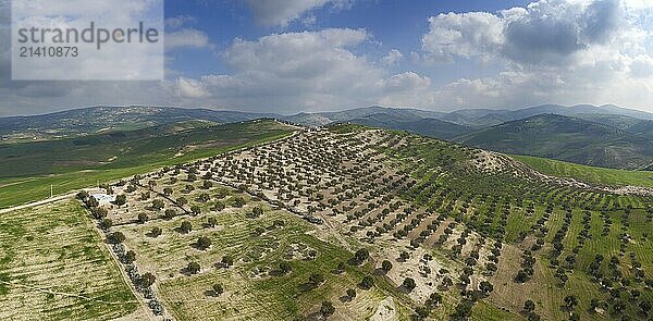 Aerial landscape with plantations of olive trees in the hills in Morocco