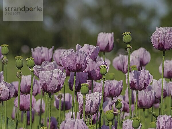 Blooming poppies dominate a green field with trees  bocholt  westphalia  germany