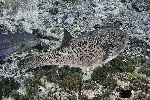 Giant pufferfish (Arothron stellatus) swimming in the sea over corals  dive site SD  Nusa Ceningan  Nusa Penida  Bali  Indonesia  Asia