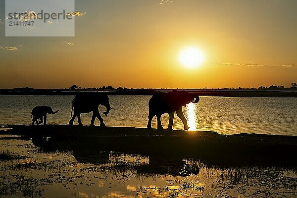 3 elephants  Loxodonta africana  walking along the Chobe River at sunset. The wild animals are a silhouette. The sun goes down with vibrant orange colour in the background. Chobe National Park  Botswana  Africa