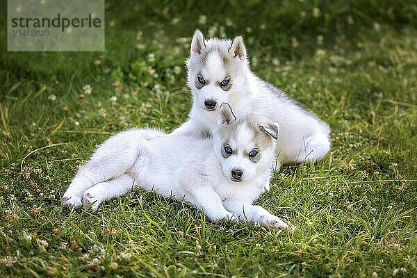 Two small husky puppies with blue eyes posing on the grass