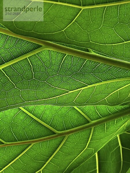 Green leaves