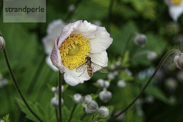 Syrphidae  Anemone hupehensis  close-up of a hoverfly on an anemone in front of a blurred background