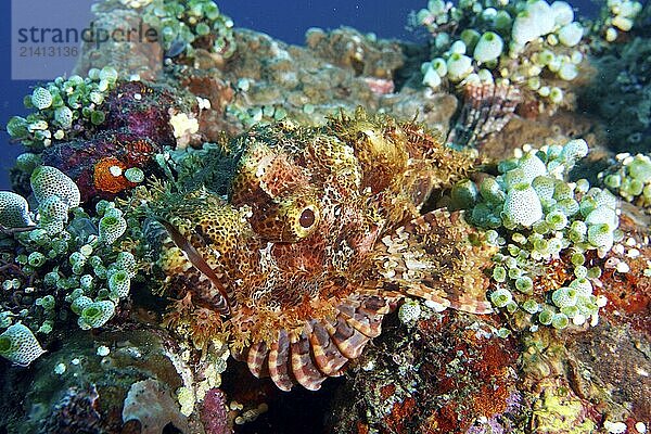 A Papuan scorpionfish (Scorpaenopsis papuensis) with vivid colours and textures among the corals  dive site USAT Liberty  Tulamben  Bali  Indonesia  Asia