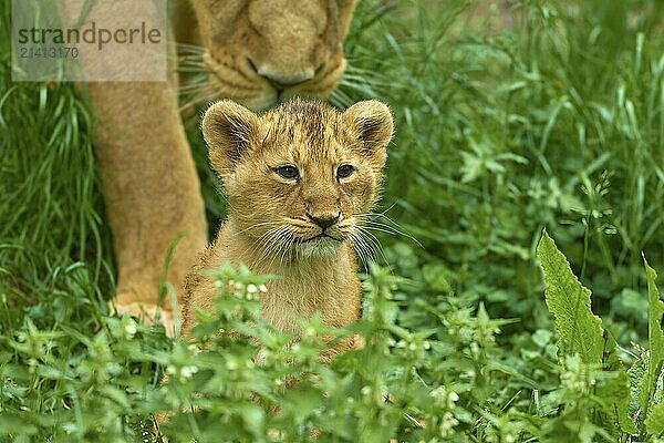 A lion cub sits in the green grass while a lioness protects it  captive  Germany  Europe