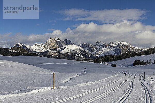 Cross-country skiing on the Seiser Alm  South Tyrol  Italy  Europe