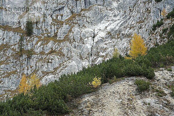 Magical yellow larches glowing on the edge of the rocky mountain. Dolomite Alps  Cortina d'Ampezzo  Italy  Europe