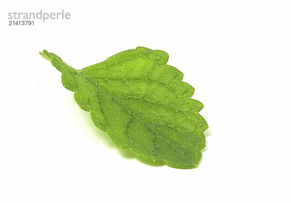 Wet mint leaf isolated on white background. Plant to add to fresh soft and alcoholic drinks