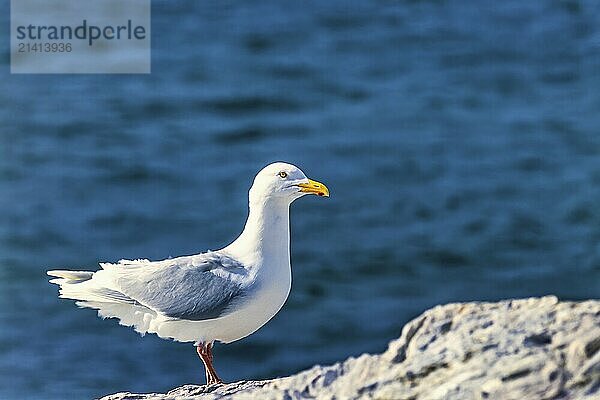 Glaucous gull (Larus hyperboreus) sitting on a rock by the sea in arctic  Spitsbergen  Svalbard  Norway  Europe