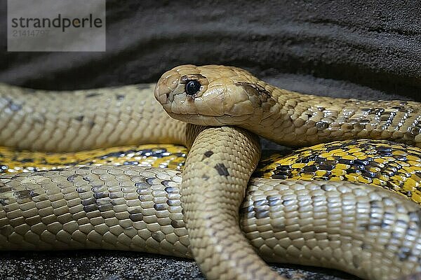 Cape cobra (Naja nivea) observes the surroundings