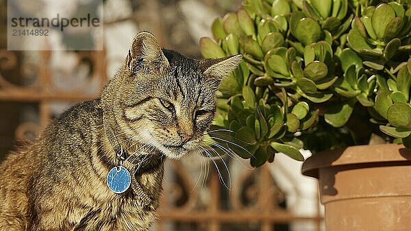 Tabby cat looks thoughtfully next to a pot with green plants  cat  Pyles  west coast  mountain village  evening light  Karpathos  Dodecanese  Greek Islands  Greece  Europe