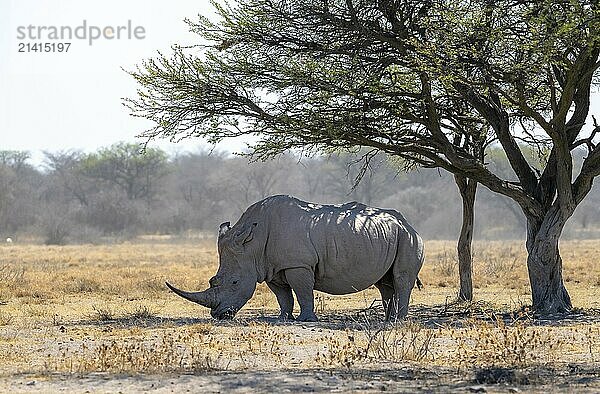 Southern white rhinoceros (Ceratotherium simum simum)  rhino in the savannah under a tree  Khama Rhino Sanctuary  Serowe  Botswana  Africa