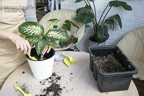 Repotting a home plant Dieffenbachia Tropic Snow into a new pot in home interior in a double pot with automatic watering. Caring for a potted plant  close-up