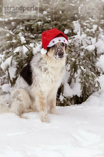 Big cute funny dog in red santa hat close-up face  portrait  fir tree in winter snow park background