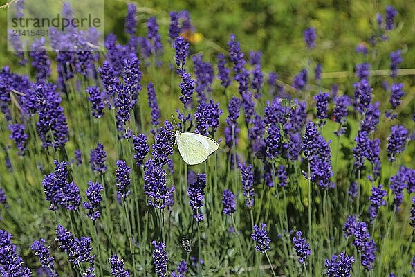 Lavender (Lavandula angustifolia)  Cabbage butterfly (Pieris brassicae)  butterfly  butterfly  purple flower  dwarf shrub  at the foot of the Römerturm  Oberstadtturm  Haigerloch  Zollernalbkreis  Baden-Württemberg  Germany  Europe