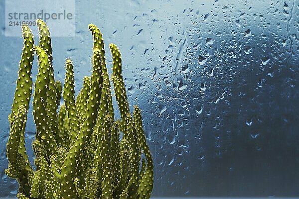 Small cactus indoors in front of window with rain drops and blue background