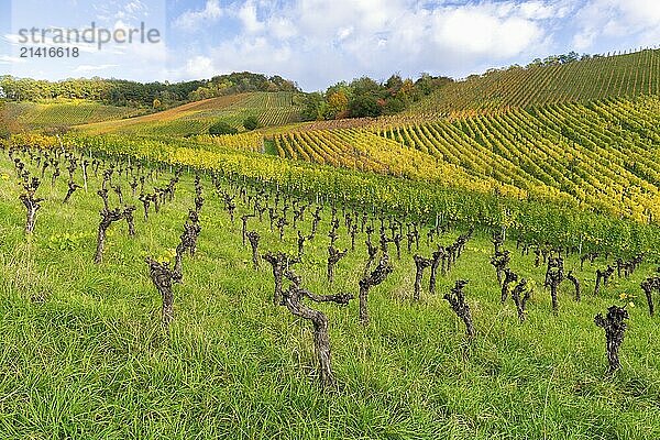 Vineyards with gnarled vines on a hill  surrounded by green grasses in autumnal colours  The vines are removed because the cultivation is no longer worthwhile at the moment  Remstal  Korb  Baden-Württemberg  Germany  Europe