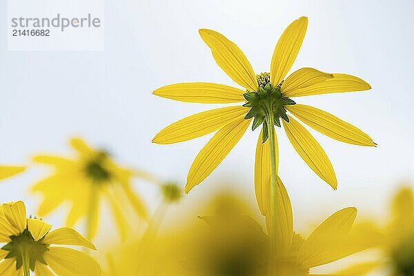 Rudbeckia fulgida (Rudbeckia fulgida)  macro photograph of a yellow flower against a bright summer sky  Royal Botanic Gardens (Kew Gardens)  UNESCO World Heritage Site  Kew  Greater London  England  United Kingdom  Europe