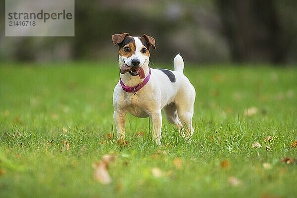 Jack Russell terrier dog in the park on grass meadow