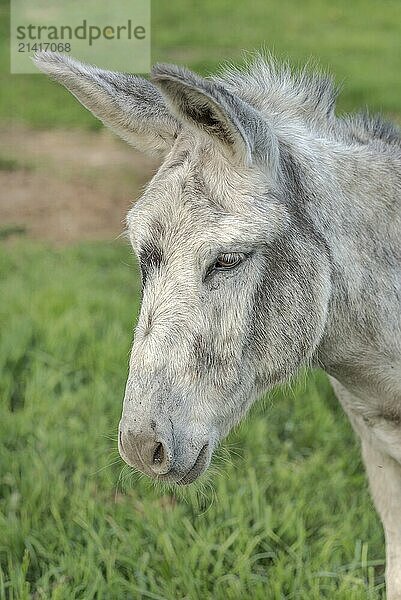 Portrait of a gray and white donkey in a meadow. France