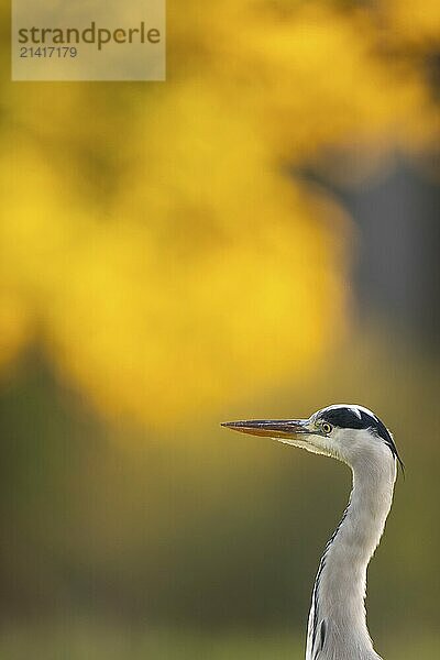 Grey heron (Ardea cinerea)  animal portrait  evening light  autumn  Rosensteinpark  Stuttgart  Baden-Württemberg  Germany  Europe