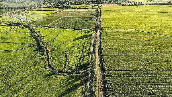 Aerial view of green rice field. Drone shot frome above